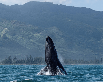 3-Hour Whale Watching Charter in Haleiwa