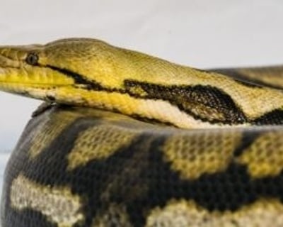 Private Reptile Tour in Kearns