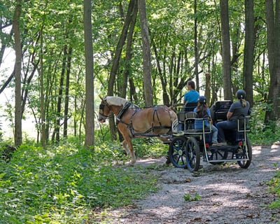 Horse-Drawn Carriage Ride Through Jester Park