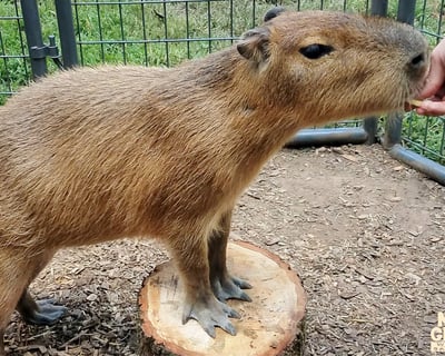 Meet Young Capybaras in Cleveland, GA