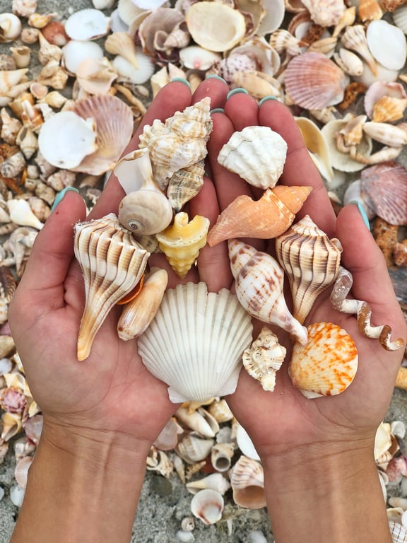 Fort Myers Shelling & Dolphin Cruise