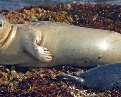 New York Harbor Winter Wildlife Cruise