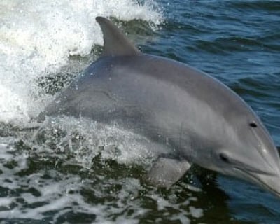 North Myrtle Beach Dolphin Sightseeing Cruise