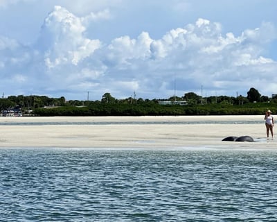 3-Hour Coastal Cruise From Daytona Beach