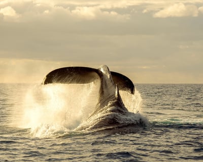 2-Hour Private Whale Watching Charter In Honolulu
