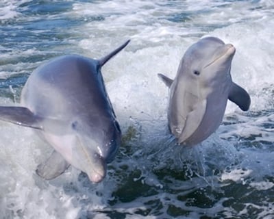 Private Dolphin Watching Cruise in Marco Island
