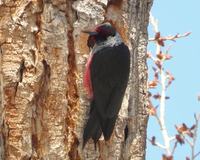 Custom 9-Hour Wildlife & Nature Tour From Denver