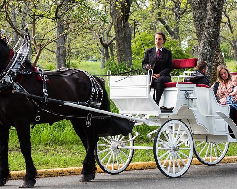 Horse-Drawn Carriage Tour of Central Park