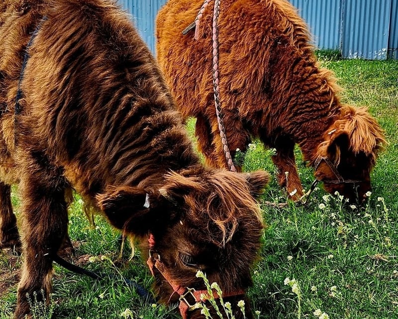 Mini Scottish Highland Animal Encounter in Monument