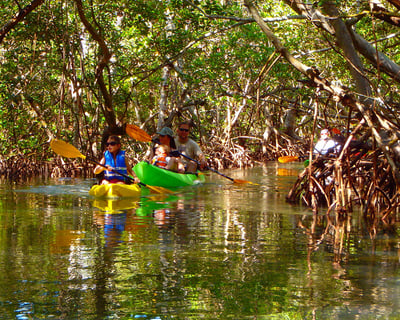 Lido Key Mangrove Kayak & Paddleboard Rental