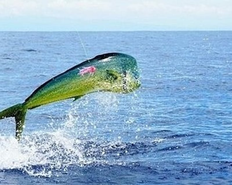 Private Full-Day Fishing Charter in Marathon