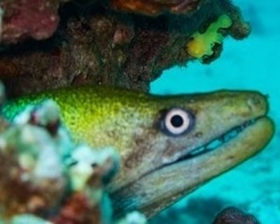 Advanced Open Water Shore Diving Course in Kihei