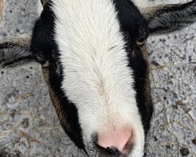 Guided Goat Trek Near Galena