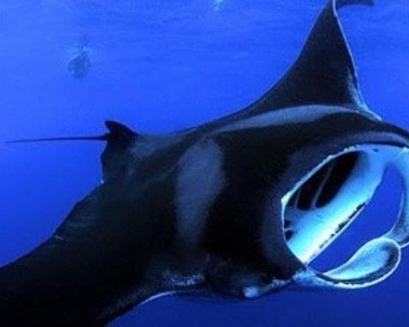 Manta Ray Night Snorkel in Kailua Kona