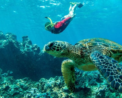 West Maui Half Day Snorkel Adventure