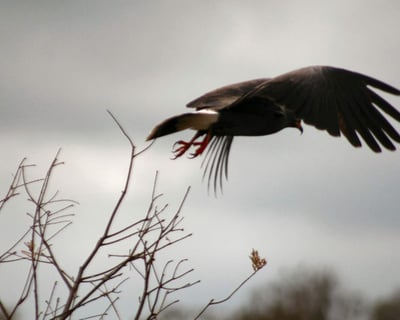 90-Minute Airboat Tour in Blairsville