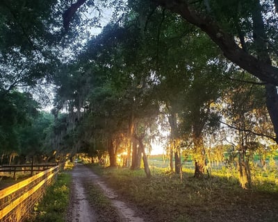 Horse-Drawn Ranch Tour in Brooksville