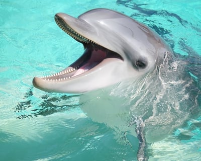Private Dolphin Watch Charter in Key West