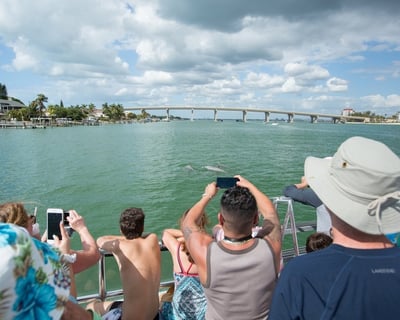 Dolphin Watching Cruise in St. Pete Beach