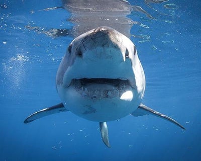 Private Shark Watching Tour in Harwich
