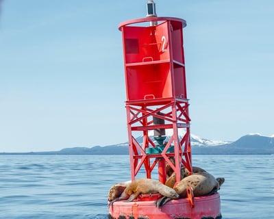 Sitka Private Whale & Wildlife Cruise