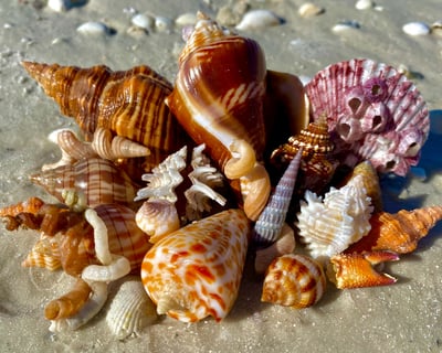 Guided Shelling Tour in Ten Thousand Islands