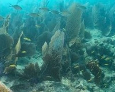 Key West Private 2-Tank Scuba Charter