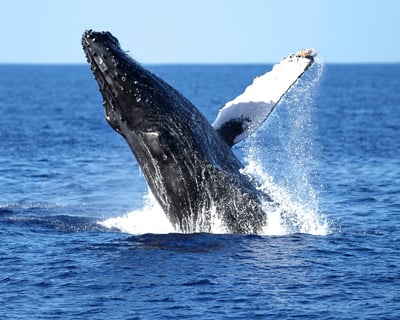 Oahu Whale Watch Cruise With Hydrophone & Hula