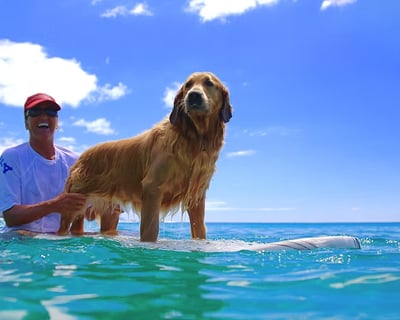 North Shore Oahu Group Surf Lesson in Hauula
