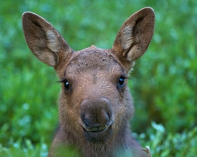 Sunset Wildlife Safari in Grand Teton National Park