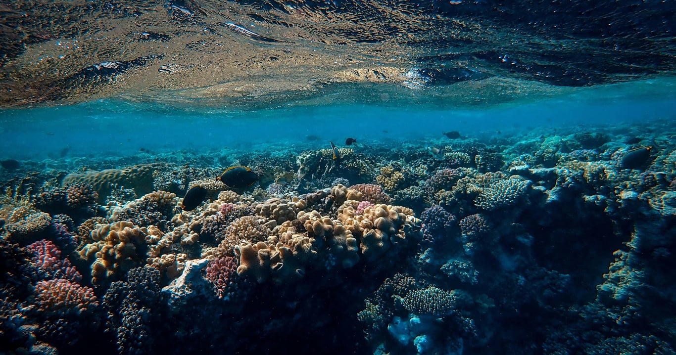 Looe Key Reef Snorkel & Dive Half-Day Trip