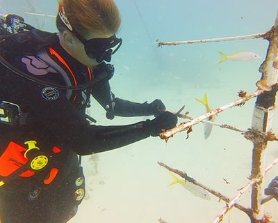 Coral Restoration Dive in Key West