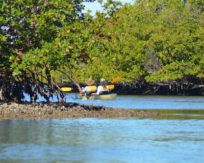 Mangrove Tunnel Kayak Tour in Everglades City