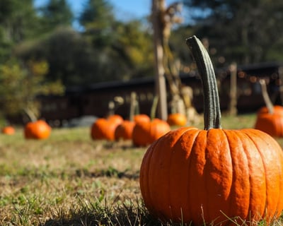 Honesdale Pumpkin Patch Train Ride