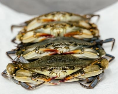Soft Shell Crab Tapas & Tasting Tour in Nags Head