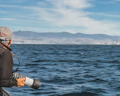 Whale Watching & Hearst Castle Tour, California Coast