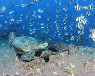 Honolulu Scuba Dive: Shipwrecks & Coral Reefs