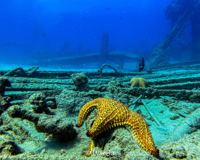Beginner Scuba Dive in Aguadilla