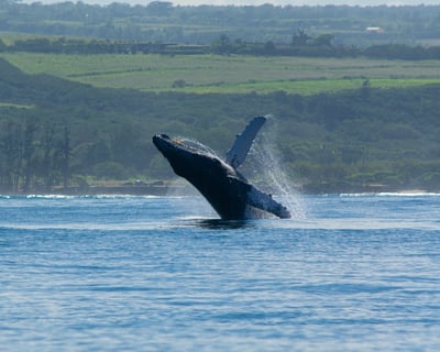 Private Whale Watching Charter From Haleiwa