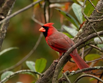 Canon Bird Photography Workshop in Grayson