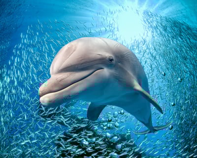 Sail Historic Waters & Spot Wild Dolphins