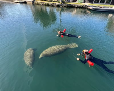 Private 3-Hour Manatee Snorkel Tour in Homosassa