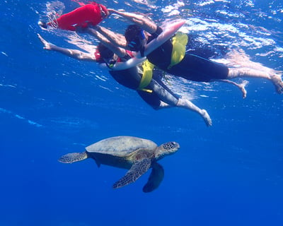 Private Guided Snorkel Tour in Maui