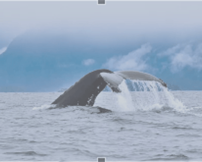 Sitka Whale Watching Cruise