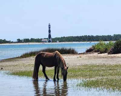Shackleford Banks Horses & Cape Lookout Charter