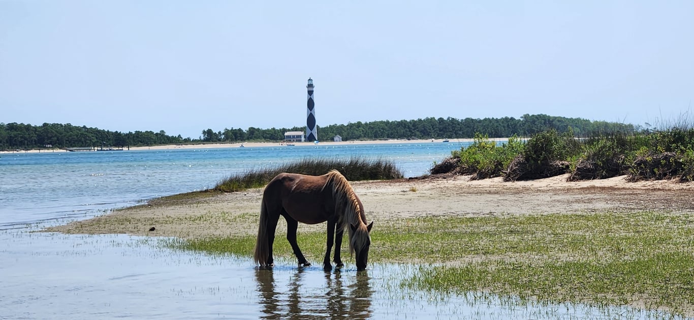 Shackleford Banks Horses & Cape Lookout Charter