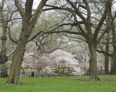 Explore Central Park on a Hebrew Guided Tour
