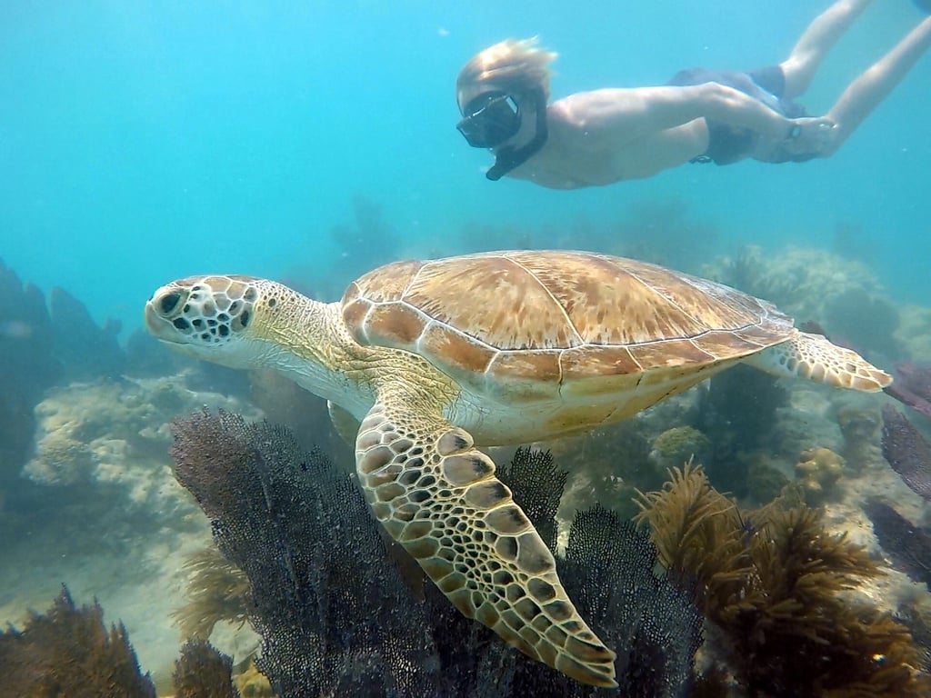 Snorkel & Sandbar Sunset Sail in Key West