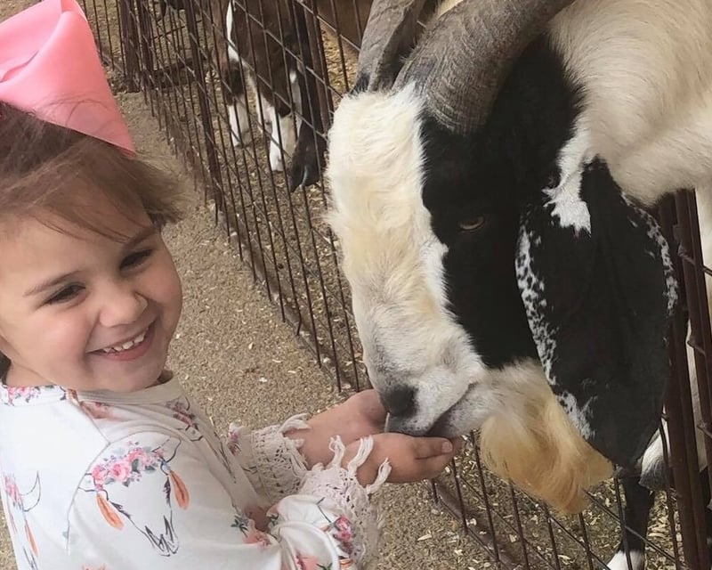 Petting Zoo Animal Feeding at Fort Worth Stockyards