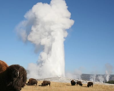 Explore Yellowstone Lower Loop Guided Day Tour